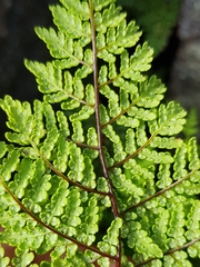 Cheilanthes pentagona