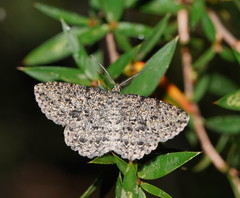 Thallogama pansticta