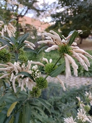 Leonotis leonurus