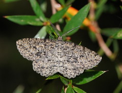 Thallogama pansticta