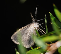 Thallogama pansticta