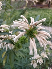 Leonotis leonurus