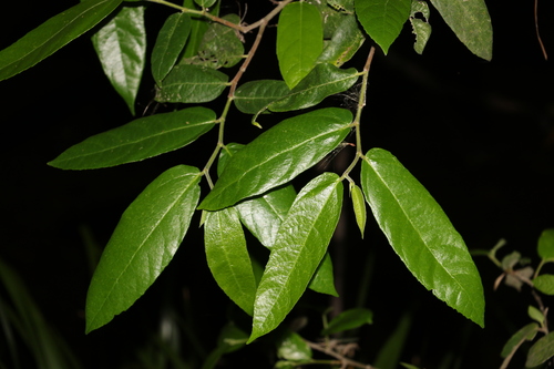 Ficus coronata (Ficus coronata)