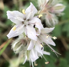Hydrophyllum occidentale