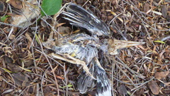 Phylidonyris novaehollandiae