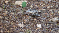 Phylidonyris novaehollandiae