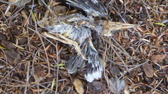 Phylidonyris novaehollandiae