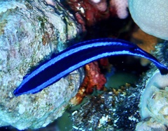 Larabicus quadrilineatus