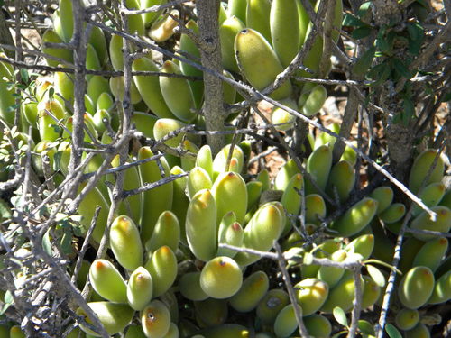 Cotyledon tomentosa