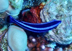 Larabicus quadrilineatus