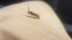 Aculeata