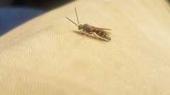 Aculeata