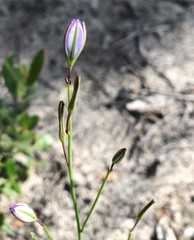 Thysanotus racemoides