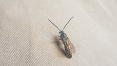 Aculeata