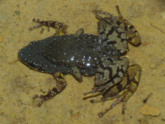 Chaperina fusca