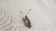 Aculeata