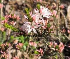 Calytrix alpestris