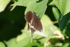 Papilio polytes