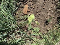 Albuca virens