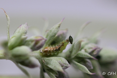 Dioprosopa clavata