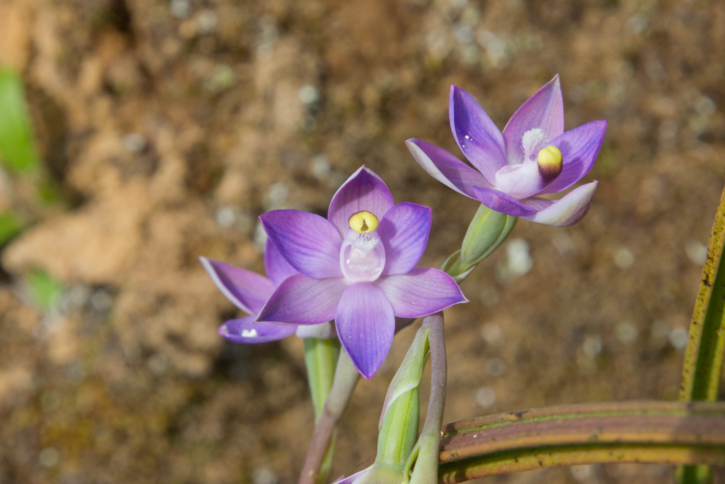 Thelymitra pauciflora
