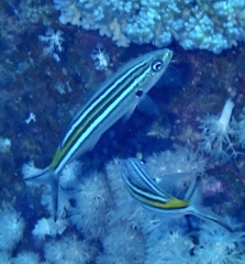 Caesio striata