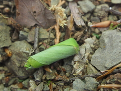 Attelabidae