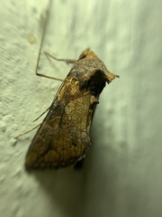 Argyrogramma