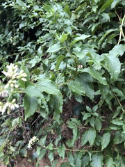 Microglossa pyrifolia