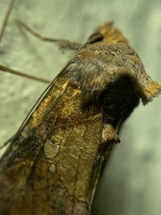 Argyrogramma