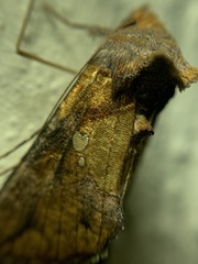 Argyrogramma