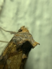 Argyrogramma