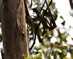 Pachycephala rufiventris