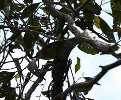 Pachycephala rufiventris