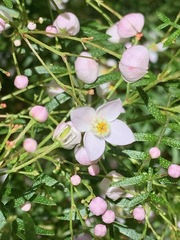 Boronia muelleri