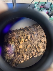 Aleurodiscus grantii