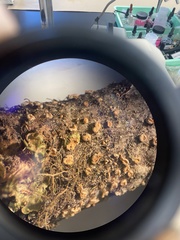 Aleurodiscus grantii