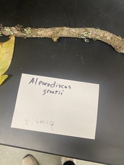 Aleurodiscus grantii