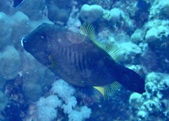 Amanses scopas