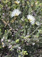 Melaleuca brevifolia