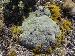 Myosotis pulvinaris