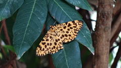 Epobeidia tigrata tigrata