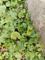 Dichondra micrantha