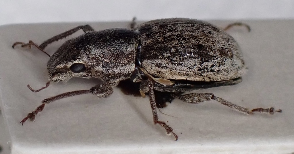 Small lucerne weevil