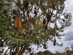 Banksia paludosa