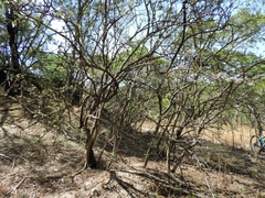 Ehretia obtusifolia