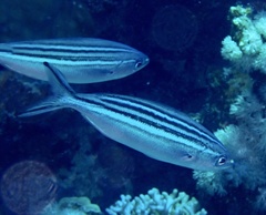 Caesio striata