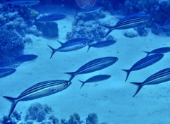 Caesio striata