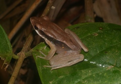 Clinotarsus penelope