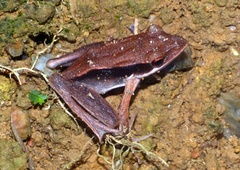 Clinotarsus penelope